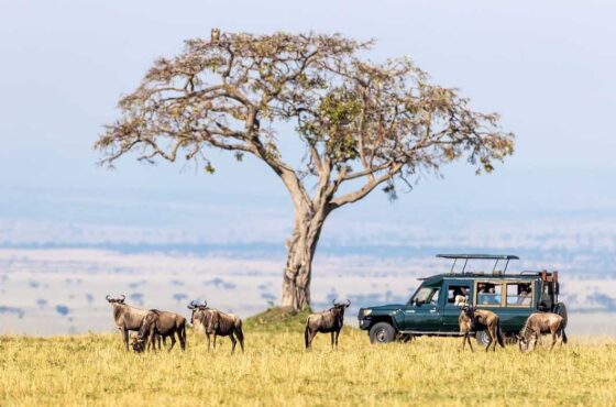 How to Plan a Corporate Safari Retreat in Kenya: The Complete Business Travel Guide