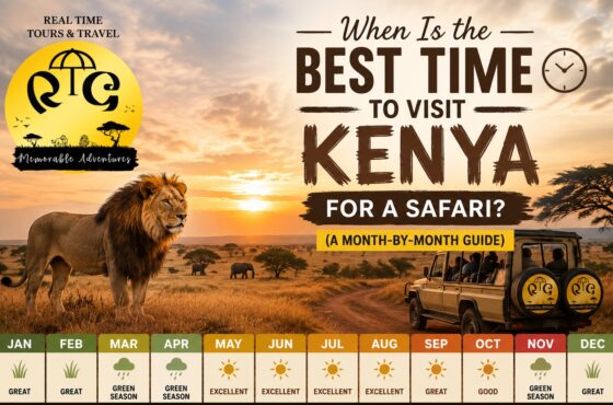 When Is the Best Time to Visit Kenya for a Safari? (A Month-by-Month Guide)